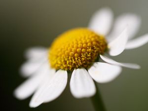 Preview wallpaper daisy, petals, close-up