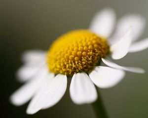 Preview wallpaper daisy, petals, close-up