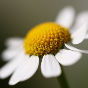 Preview wallpaper daisy, petals, close-up