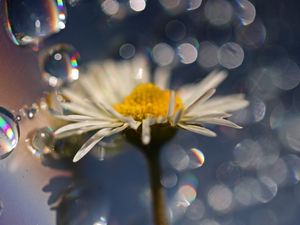 Preview wallpaper daisy, petals, drops, moisture, flower