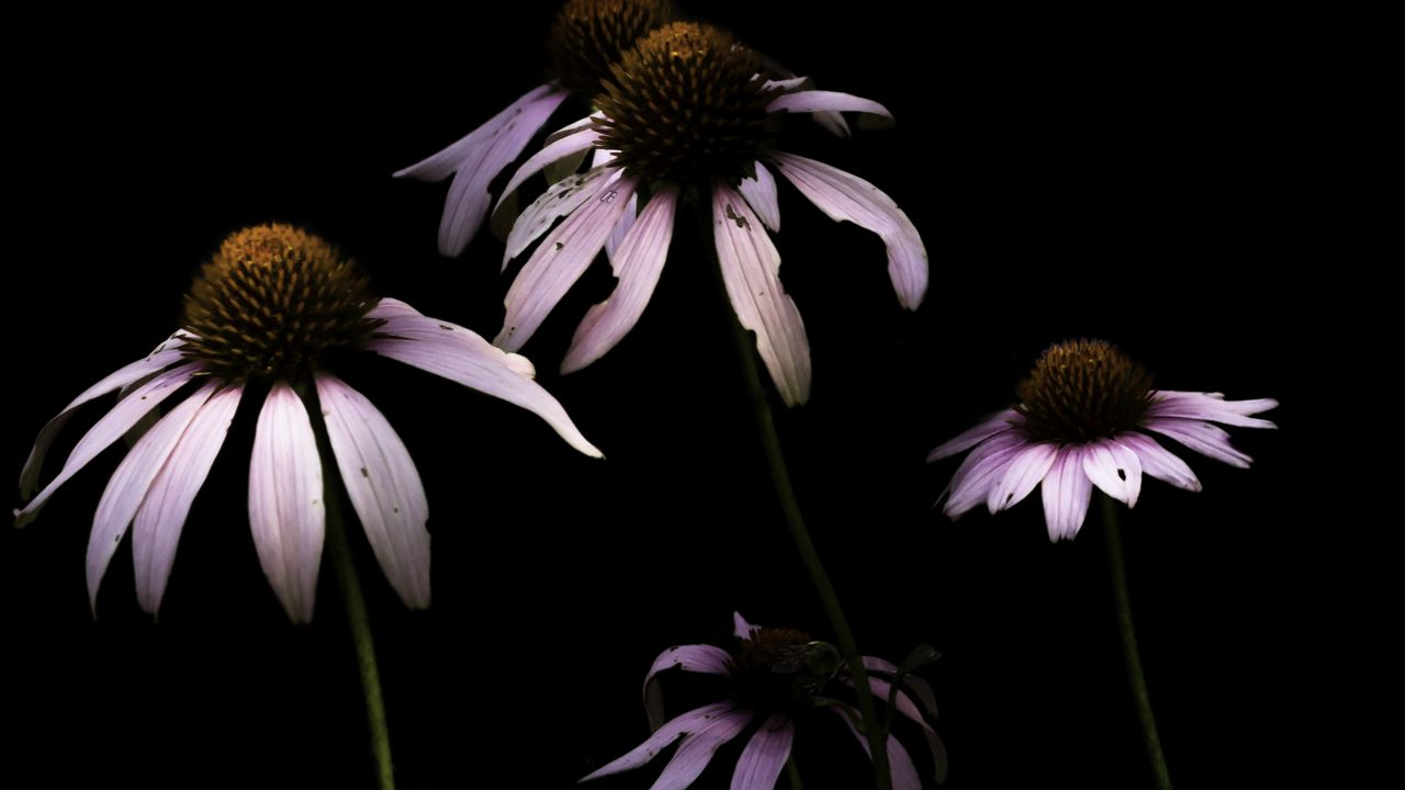 Wallpaper daisy, petals, flower, black