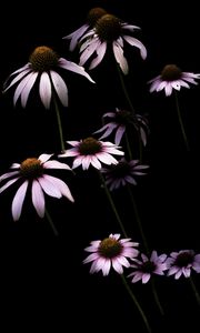 Preview wallpaper daisy, petals, flower, black