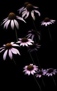 Preview wallpaper daisy, petals, flower, black