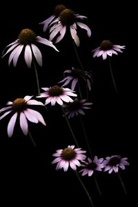 Preview wallpaper daisy, petals, flower, black