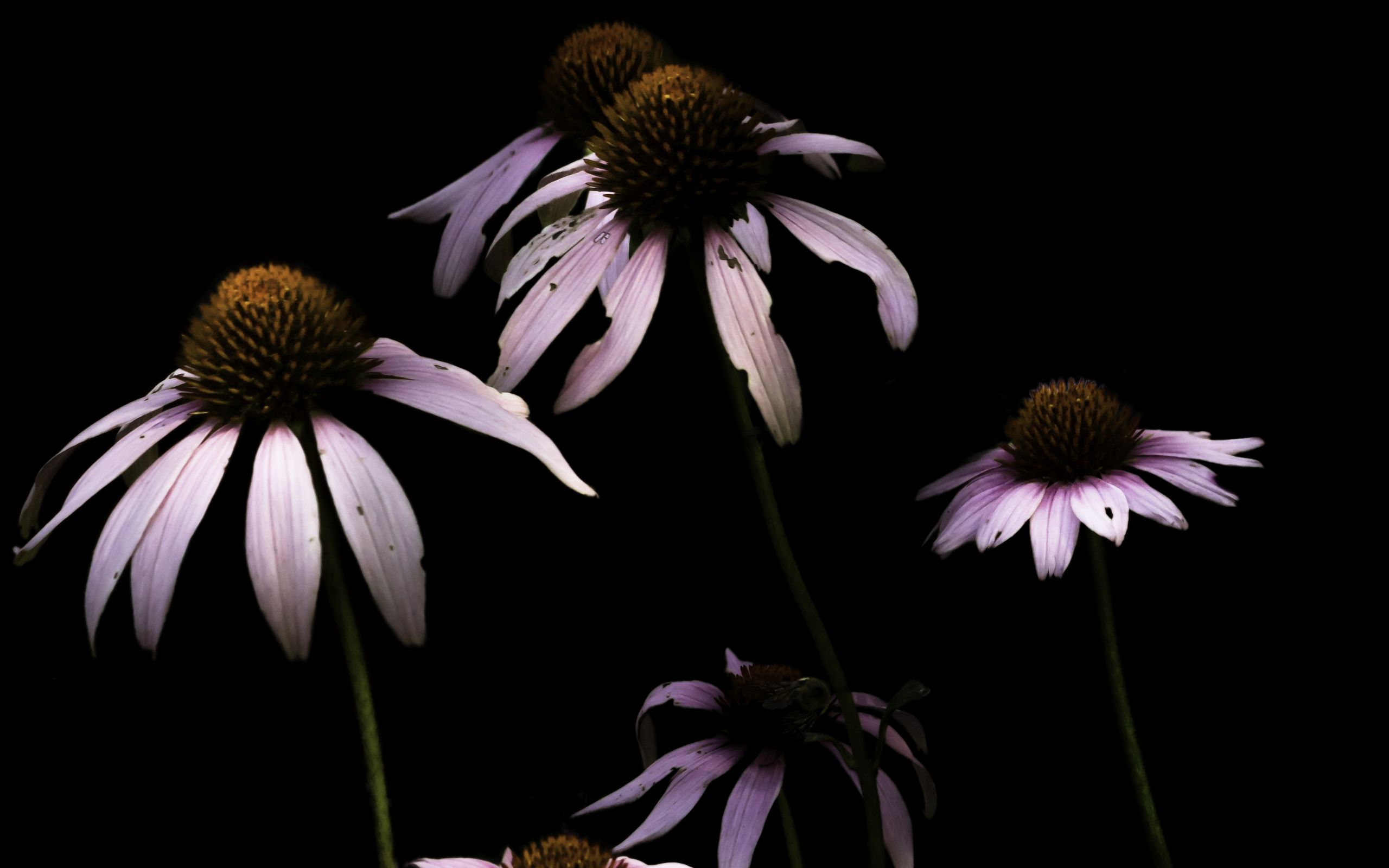 Download wallpaper 2560x1600 daisy, petals, flower, black widescreen 16:10 hd background