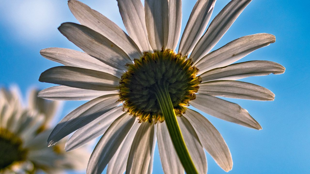 Wallpaper daisy, petals, flower, sky