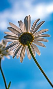 Preview wallpaper daisy, petals, flower, sky