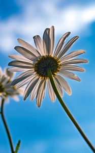 Preview wallpaper daisy, petals, flower, sky