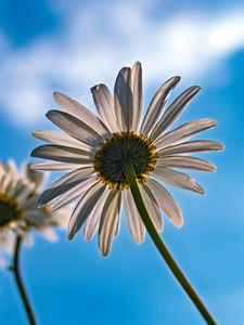 Preview wallpaper daisy, petals, flower, sky