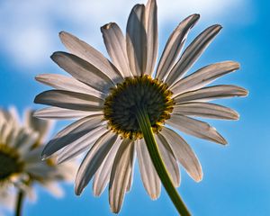 Preview wallpaper daisy, petals, flower, sky