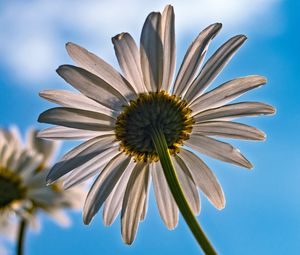 Preview wallpaper daisy, petals, flower, sky