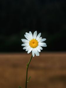 Preview wallpaper daisy, petals, flower, focus