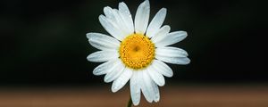 Preview wallpaper daisy, petals, flower, focus