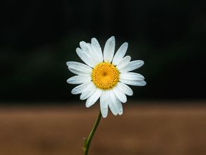 Preview wallpaper daisy, petals, flower, focus