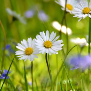 Preview wallpaper daisy, petals, grass