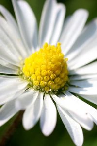 Preview wallpaper daisy, petals, light, grass, flowers