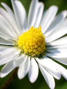 Preview wallpaper daisy, petals, light, grass, flowers