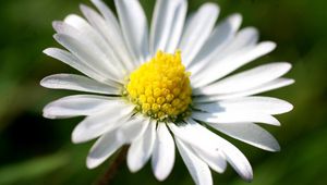 Preview wallpaper daisy, petals, light, grass, flowers