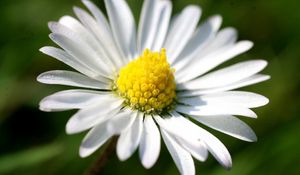 Preview wallpaper daisy, petals, light, grass, flowers