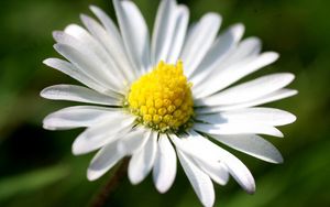 Preview wallpaper daisy, petals, light, grass, flowers