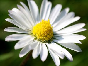 Preview wallpaper daisy, petals, light, grass, flowers