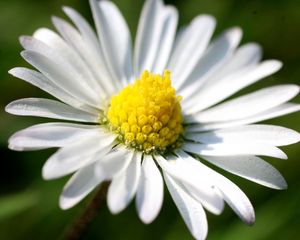 Preview wallpaper daisy, petals, light, grass, flowers