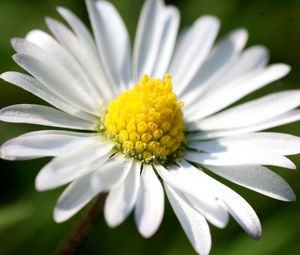 Preview wallpaper daisy, petals, light, grass, flowers