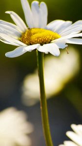 Preview wallpaper daisy, plant, flowers, petals