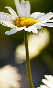 Preview wallpaper daisy, plant, flowers, petals