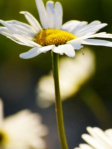 Preview wallpaper daisy, plant, flowers, petals