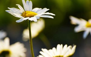 Preview wallpaper daisy, plant, flowers, petals