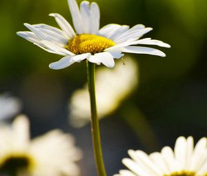 Preview wallpaper daisy, plant, flowers, petals