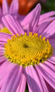 Preview wallpaper daisy, viola, flower, petals