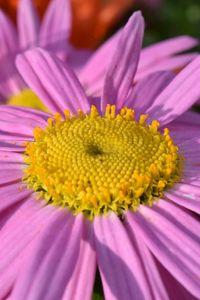 Preview wallpaper daisy, viola, flower, petals