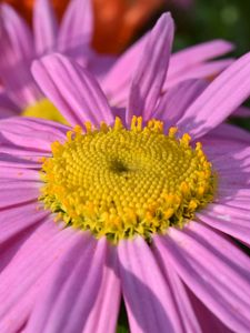 Preview wallpaper daisy, viola, flower, petals