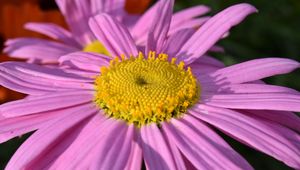 Preview wallpaper daisy, viola, flower, petals