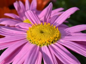 Preview wallpaper daisy, viola, flower, petals