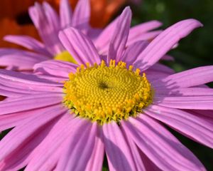 Preview wallpaper daisy, viola, flower, petals