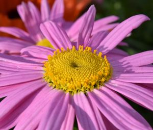 Preview wallpaper daisy, viola, flower, petals