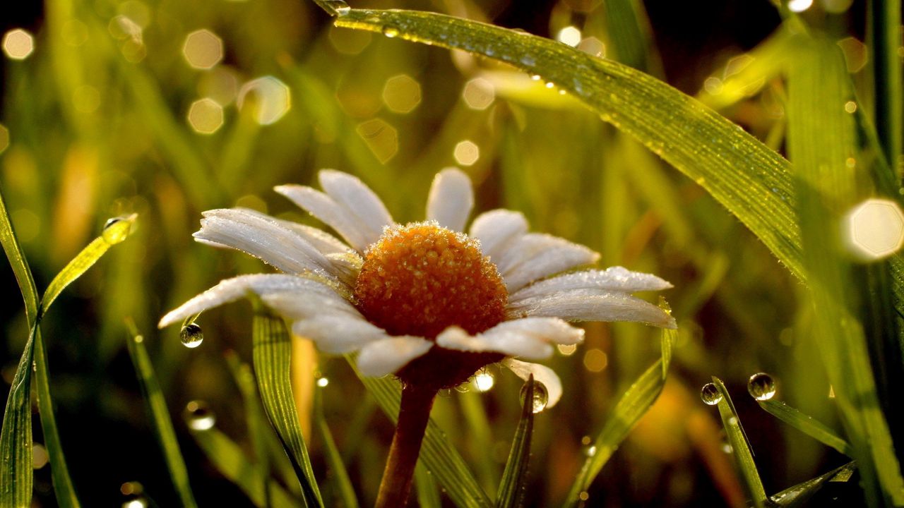 Wallpaper daisy, wet, dew, grass, light
