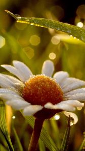 Preview wallpaper daisy, wet, dew, grass, light