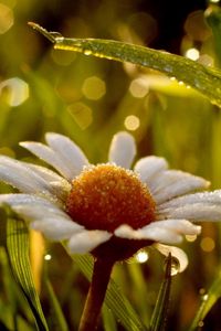 Preview wallpaper daisy, wet, dew, grass, light