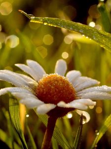 Preview wallpaper daisy, wet, dew, grass, light