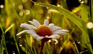 Preview wallpaper daisy, wet, dew, grass, light