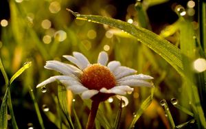 Preview wallpaper daisy, wet, dew, grass, light