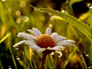 Preview wallpaper daisy, wet, dew, grass, light