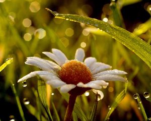 Preview wallpaper daisy, wet, dew, grass, light