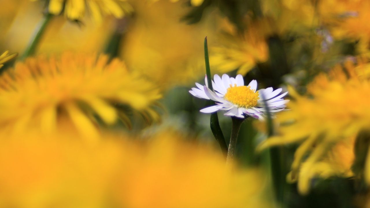 Wallpaper daisy, wildflower, summer, blurring