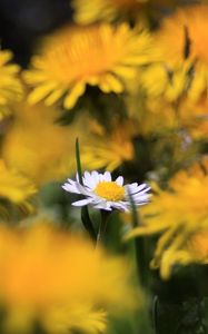 Preview wallpaper daisy, wildflower, summer, blurring