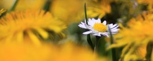 Preview wallpaper daisy, wildflower, summer, blurring